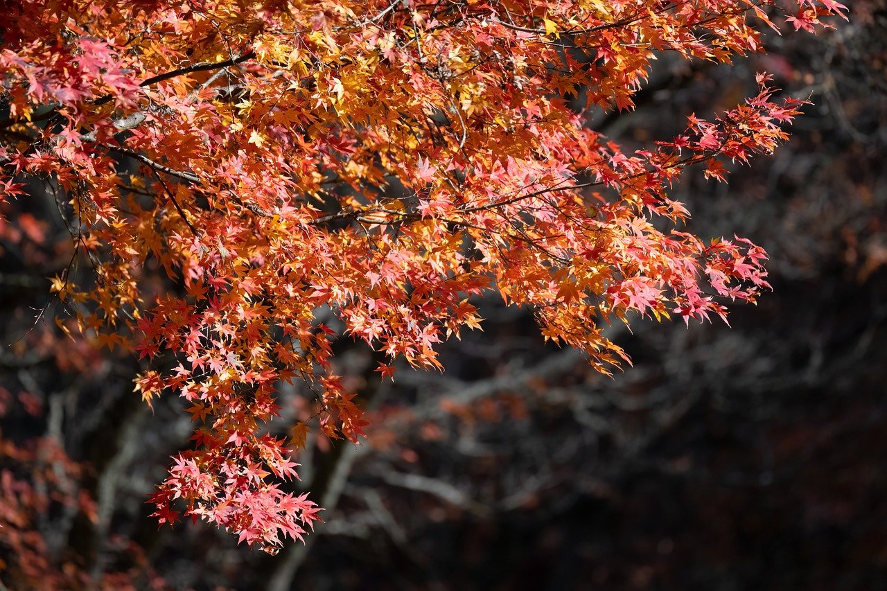 maple tree, foliage, leaves-8010467.jpg